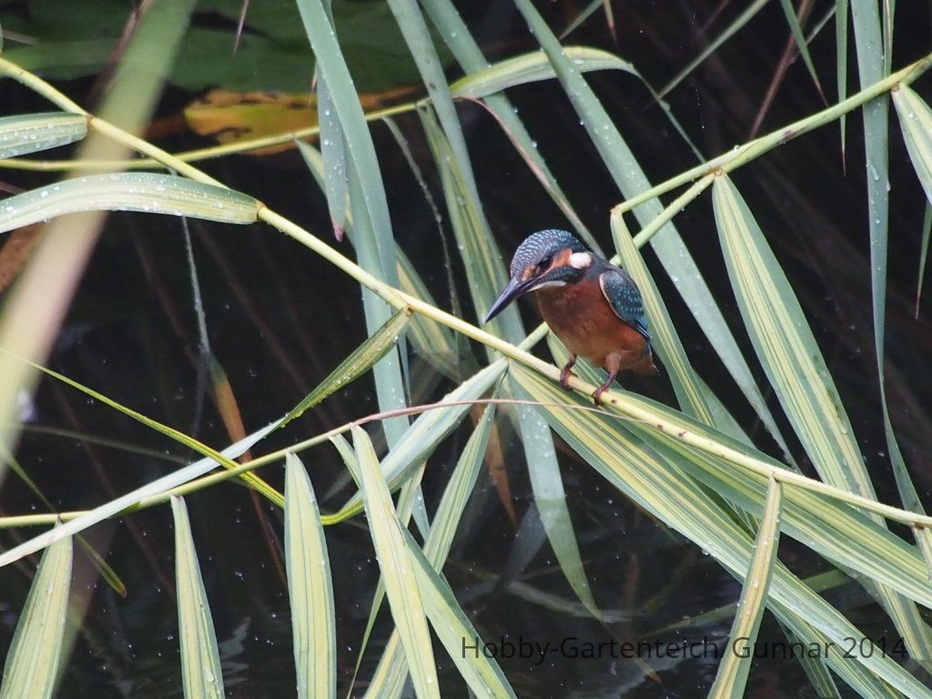 Eisvogel 038.JPG