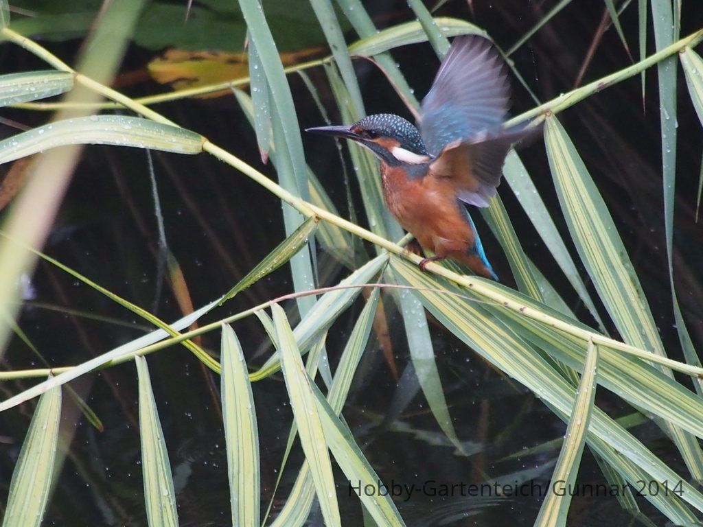 Eisvogel 039.JPG