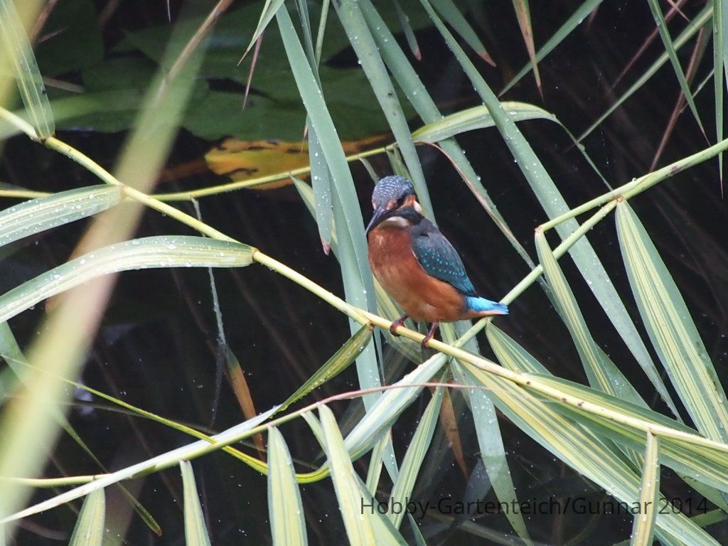 Eisvogel 042.JPG