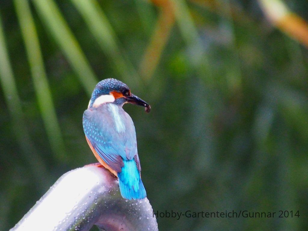 Eisvogel 054.JPG