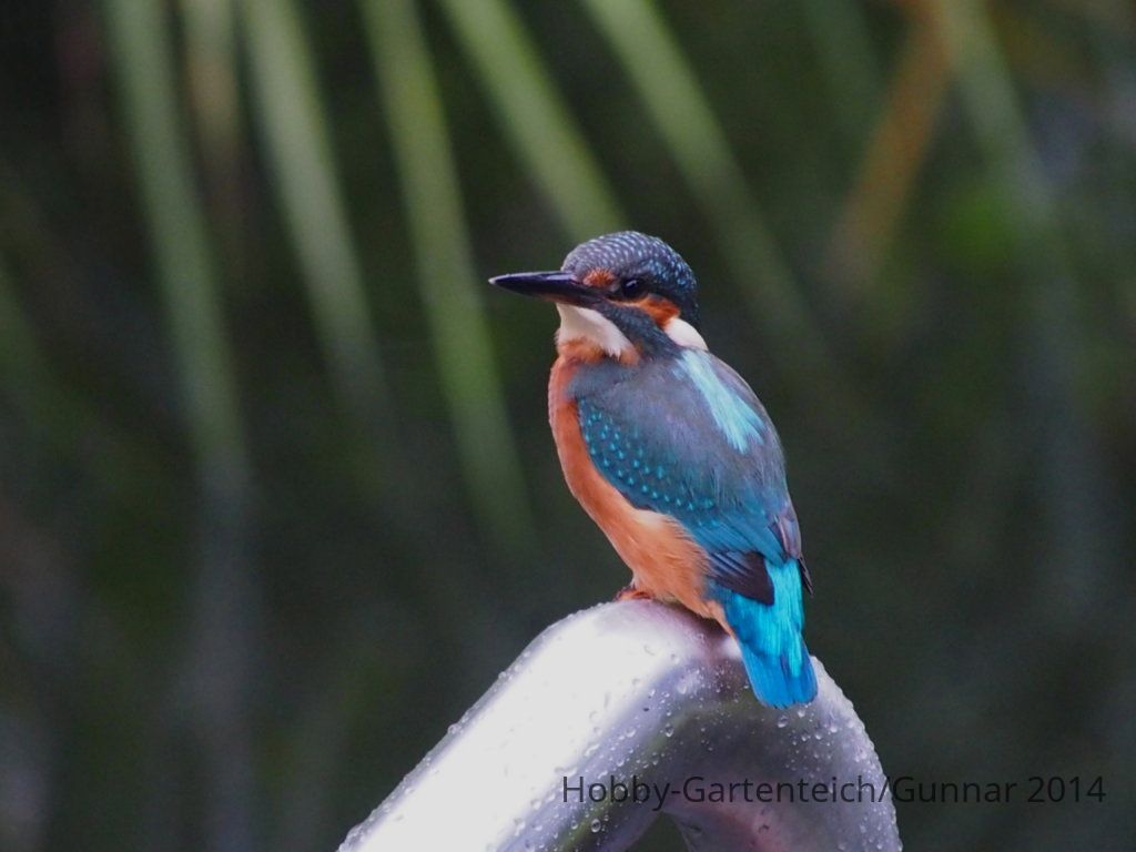 Eisvogel 060.JPG