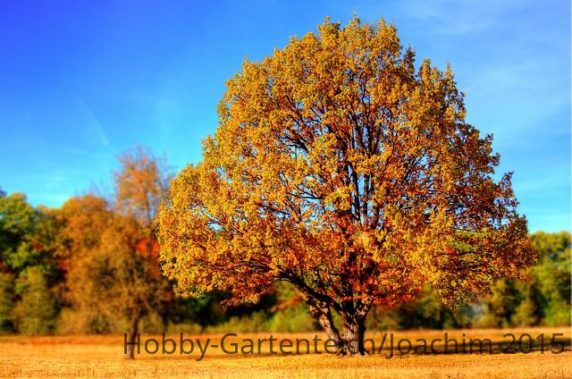 herbst.jpg