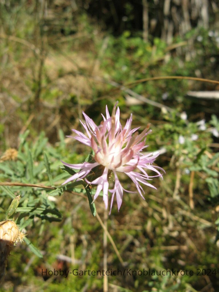 Flockenblume rauhe