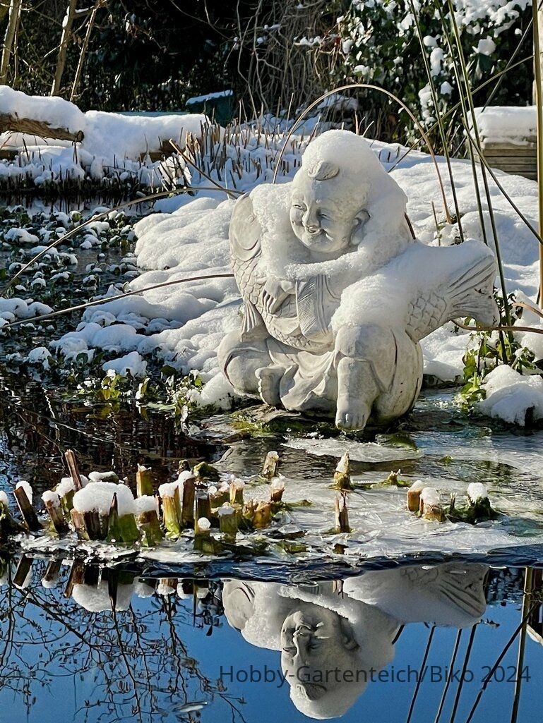 Wie sollte man Koi durch den Winter bringen?