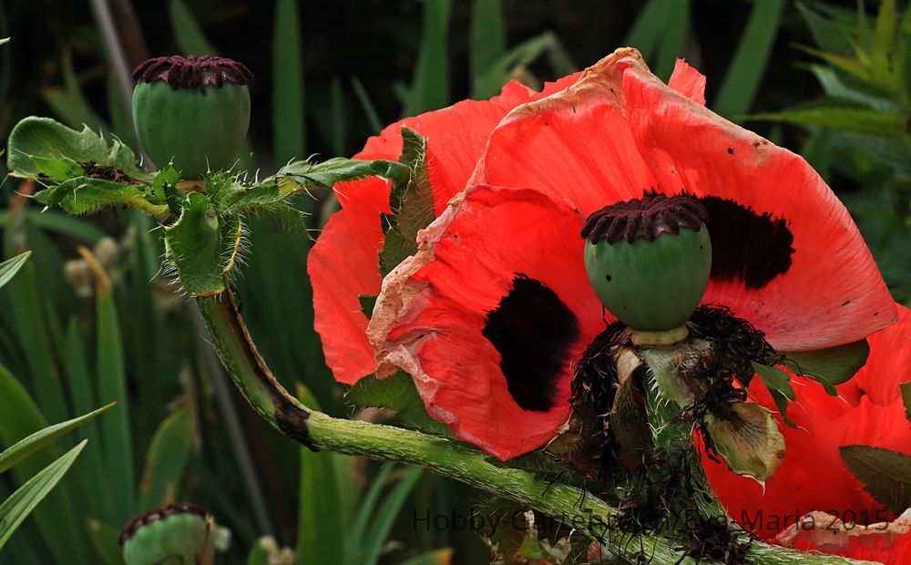 verblühender roter Mohn_Blühstempel_whithering poppy_red_1000.JPG