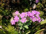 primula_farinosa.jpg