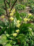 erythronium_tuolumnense.jpg