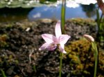 pogonia-ophioglossoides.jpg