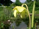 sarracenia_oreophila_bl_te.jpg