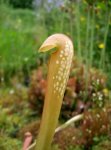 sarracenia_minor1.jpg