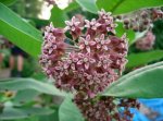 asclepias_syriaca.jpg