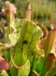 sarracenia_purpurea_x_leucophylla_mit_abendessen.jpg