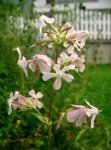 saponaria_officinalis.jpg