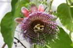 passiflora_quadrangularis02_310.jpg