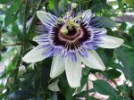 passiflora-caerulea_213.jpg