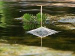 wiesenbocksbartsamen_vor_papgeinfeder_212.jpg