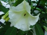 datura_mit_biene__636.jpg