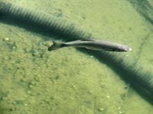 Fische im Teich 015.jpg