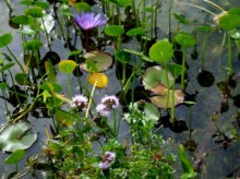 DSCF3659 Flachzone mit Minze, Nabelkraut und Seerose.jpg