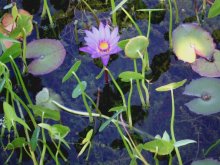 Crassula, Nabelkraut und trop.Seerose im Flachwasser.jpg