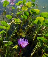 DSCF3809 Pflanzen im Flachwasserbereich.jpg