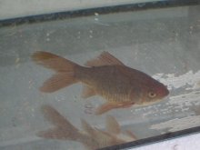 20131117_Fisch-NAME_3.JPG