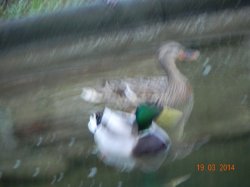 Enten und Laich 002.JPG