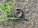 Schnecke im Teich 010514.JPG