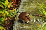 Maus_mouse_im Garten_braun2_600.JPG