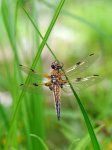 P1200184_2014-06-02_Vierfleck_Libellula-quadrimaculata_Freihand_HGT.jpg