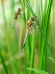 P1200189_2014-06-02_Vierfleck_Libellula-quadrimaculata_Freihand_HGT.jpg