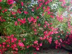 DSCF4253 Oleander.JPG