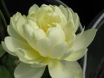 White Chrysanthemum6.jpg