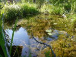 P1220241_2014-07-03_Teich-Impression-3.JPG