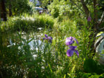 P1220246_2014-07-03_Teich-Impression.JPG