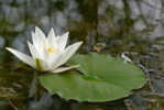 P1220773_2014-07-27_Hermine-mit-Bluete-und-Blatt.JPG