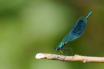 P1220858_2014-07-30_gebaenderte-Prachtlibelle_Calopteryx-splendens_Maennchen_HGT.jpg