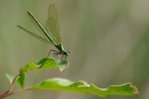 P1220867_2014-07-30_gebaenderte-Prachtlibelle_Calopteryx-splendens_Weibchen_Freihand_HGT.jpg