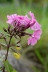 P1230029_2014-08-04_Phlox.JPG