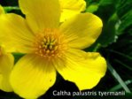 K1024_Caltha palustris tyermanii.JPG