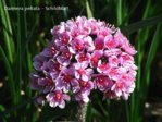 K1024_Darmera peltata.JPG