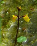 K1024_Utricularia vulgaris r.JPG