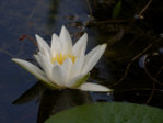 P1230285_2014-08-14_Seerose-Hermine-2te-Bluete.JPG