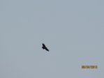 Bussard IMG_0880.JPG