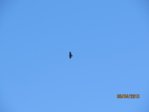 Bussard IMG_0927.JPG