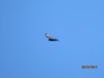 Bussard IMG_0928.JPG