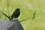 IQ3M5668_24-05-2010_Hausrotschwanz_Jungvogel.JPG