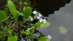 Gänseblümchen im Teich.JPG