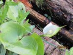 Moormini Scheincalla IMG_2046.JPG