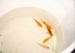 mini-sigfras koi.JPG